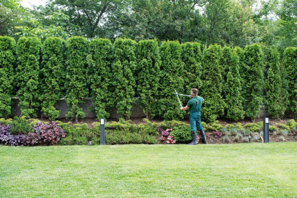 Best Pest Control for Lawns  in Maple Grove, MN